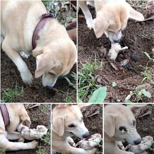 A Heart-Wrenching Scene: Grieving Mother Dog’s Emotional Efforts to Dig up Her Deceased Puppy
