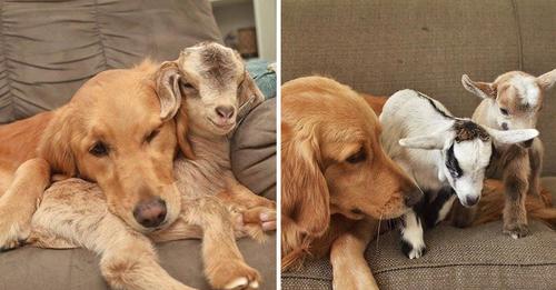 Dog Believes She Is the Mother of These Baby Goats