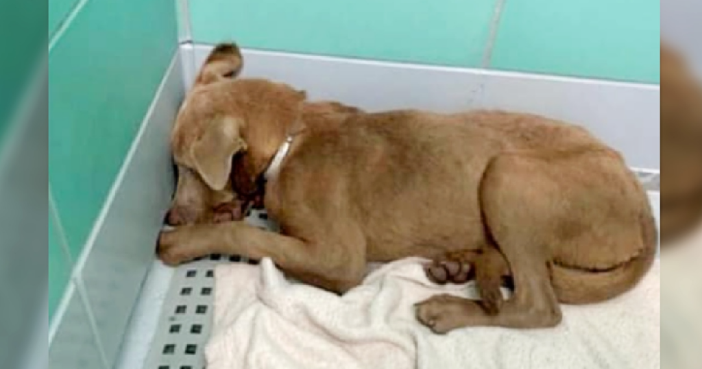 Heartbreaking: Scared and completely shut down puppy being returned to shelter by foster home