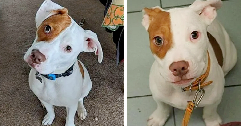 Dog was abandoned 5 times for ignoring, they did not know he was deaf